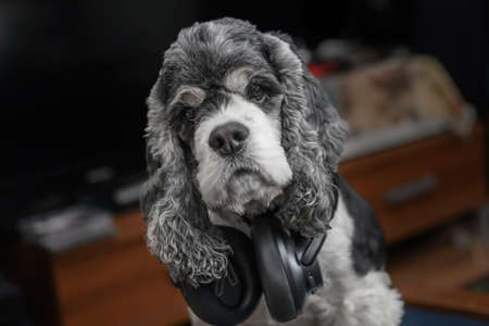 A beautiful dog, an American Cocker spaniel in large black wireless headphones against the background of audio-video equipment in out of focus. The concept of listening to music and home theater.の写真素材
