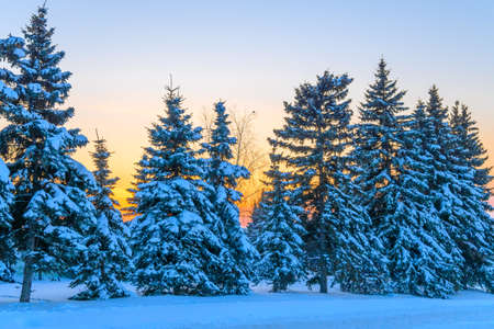 Beautiful calm evening winter forest. Snow-covered fir trees against the background of the setting...