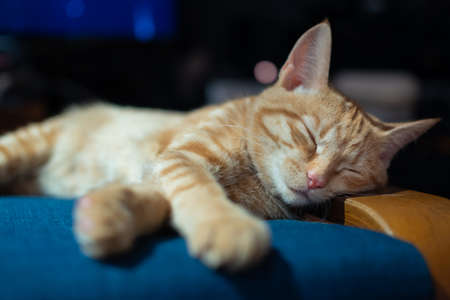 A young cute red striped kitten is sleeping sweetly on a blue armchair with its paws outstretched.の写真素材