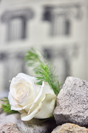 Rose and pencil drawingの写真素材
