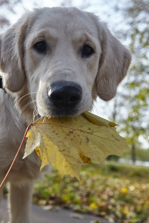 young dog. Breed Golden Retrieverの写真素材