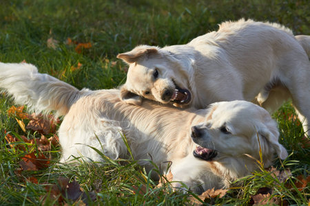 young dog. Breed Golden Retrieverの写真素材