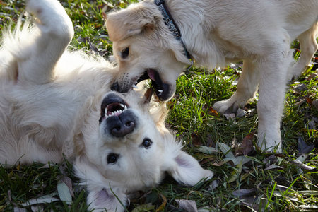 young dog. Breed Golden Retriever