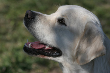 young dog. Breed Golden Retriever