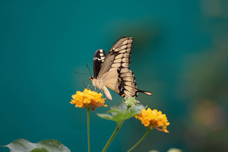 July 2010, Noirmoutier island depertamente Vendee, France. in the natural park "Butterfly Island"の写真素材