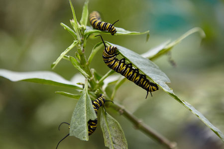 July 2010, Noirmoutier island depertamente Vendee, France. in the natural park "Butterfly Island"の写真素材