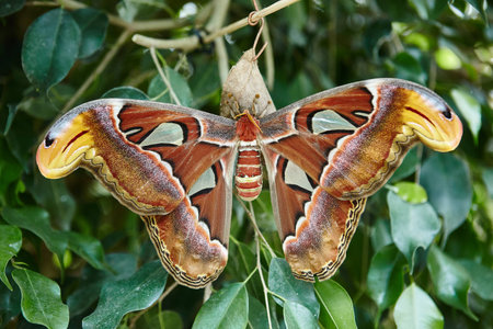 July 2010, Noirmoutier island depertamente Vendee, France. in the natural park Butterfly Island