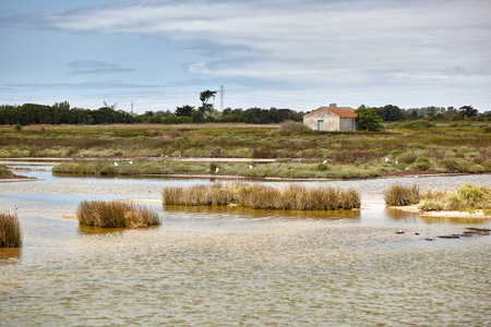 July 2010, Noirmoutier island depertamente Vendee, France. VIEW OF RESERVE OF BIOLOGICAL DEPARTEMENTALE NALLIERS - MOUZEUIL SAINT MARTIN - NALLIERSの写真素材