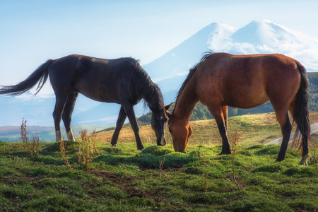 Horses in the Elbrus region on Dzhily Su. Caucasusの写真素材