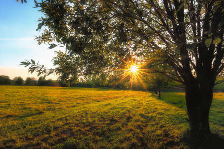 The rays of the setting sun through the branchesの写真素材