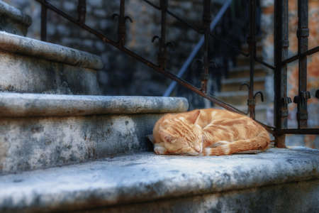 Sleeping ginger cat. Summer evening.の写真素材