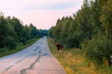 The elk suddenly came out onto the road.の写真素材