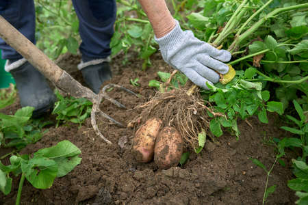 hands of gardener with digging bush potato