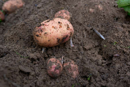 freshly dug ripe potato tuberの写真素材