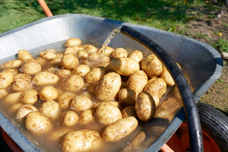 washing potatoes with water after harvestの写真素材