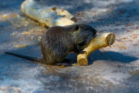 brown nutria sits and gnaws a treeの写真素材