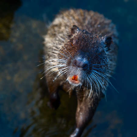 brown beaver looked up looking into eyesの写真素材