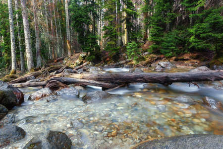 Mountain river with fallen trees in the channel. Karachay-Cherkessia, Russia
