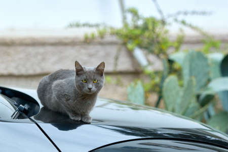 A gray cat with green eyes sits on the hood of the car. Green eyes