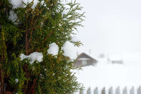 Snow caps on thuja branches against the background of a village house.
