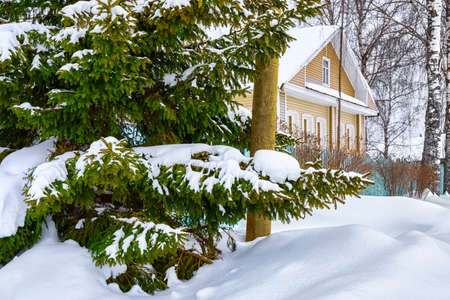 Snow caps on the branches of a spruce against the backdrop of a village house. Beautiful rural landscape after a big snowfall.の写真素材