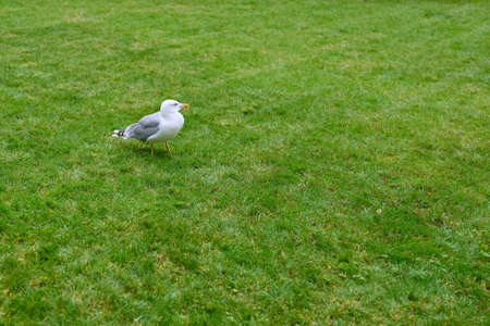 Lonely seagull on a green lawn.の写真素材