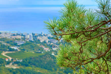 Pine branches with green needles. Botkin trail, view from the mountain to Yalta.の写真素材
