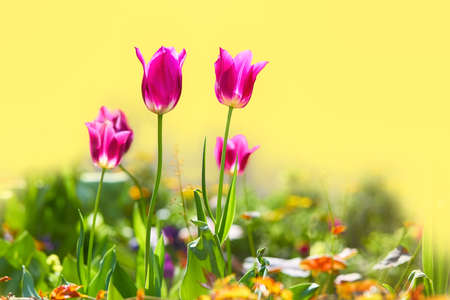 Red tulips on a yellow background. Close up, isolated flower.