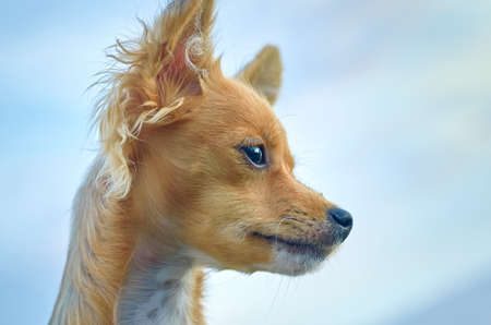 Cute muzzle of a puppy against the sky.の写真素材