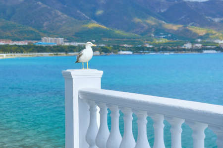 A seagull sits on a snow-white balustrade.の写真素材