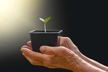 A young sprout in a pot in a ray of sunshine. Seedlings in the hands of an elderly woman.の写真素材
