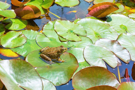 A frog sits on a large petal water lily in a pond. bright spring sun.の写真素材