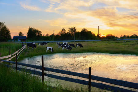 A herd of cows grazes in a corral at sunset near a pond. Summer in the village. Amazing sunset...