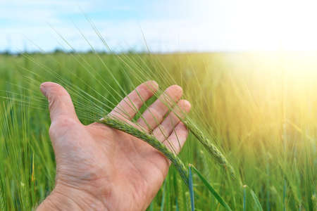 A man's hand gently holds spikelets of rye in a field in bright sunlight. Calm summer day in the...