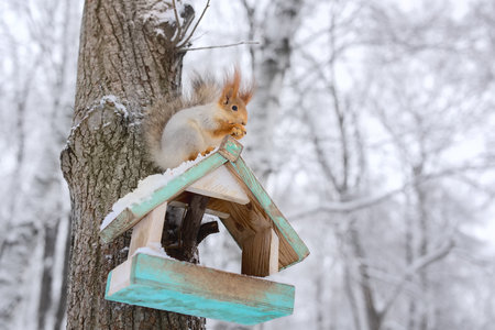 A red squirrel sits on a feeder and eats nuts.