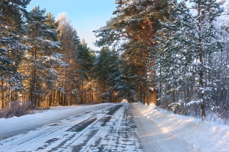 Fairytale pine forest, flooded with sun, along a winter road. The road is covered with snow and ice.のeditorial素材
