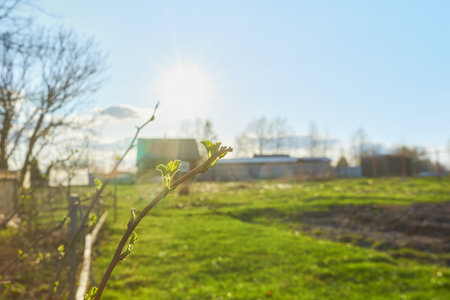 Young shoots on raspberry branches in backlit sunlight. Bright spring sun in the village.の写真素材
