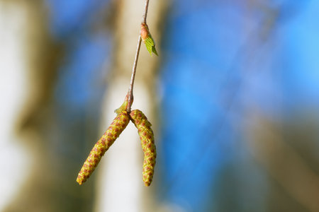Birch buds against the background of the trunk and the blue sky. Spring period, birch pollen.の写真素材