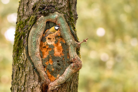Close-up of a tit in a tree hollow.の写真素材