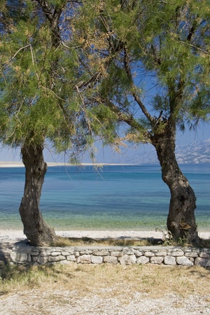 Two pine trees on the beachの写真素材
