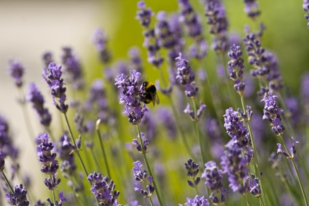 Lavender and the bumble bee in the medival Mediterranean gardenの写真素材
