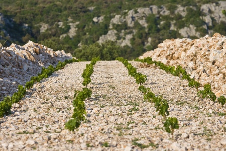 View on the famous Primosten vineyards and the groundの写真素材