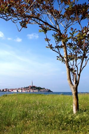Panoramic view of Rovinj and the peninsula with the treeの写真素材