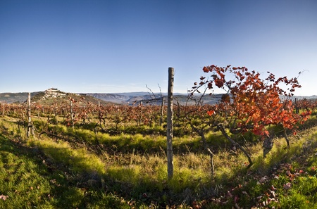 Motovun and vineyardsの写真素材