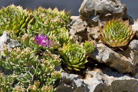 Green thick leaves and flowers in the rockの写真素材