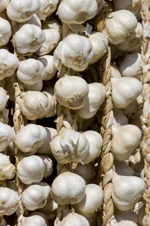 Garlic on the sunの写真素材