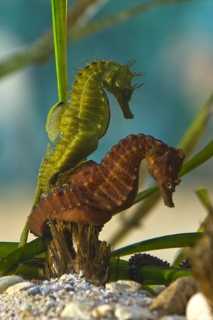 Seahorsesの写真素材