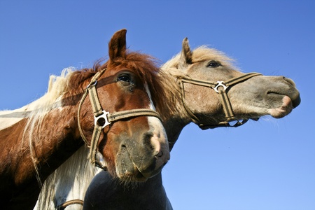 Horse loveの写真素材