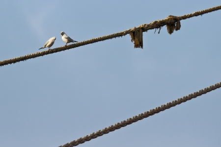 Seagulls standing on a ropeの写真素材