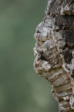 Formed face on a treeの写真素材